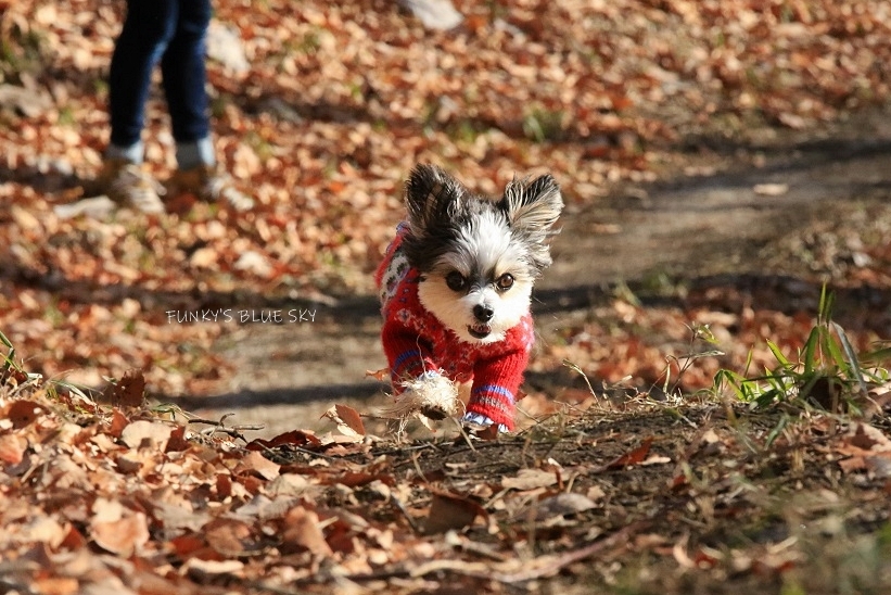 山RUN♪・Ⅲ (パカパカと・・)_c0145250_10312713.jpg