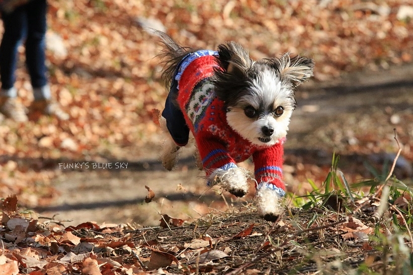 山RUN♪・Ⅲ (パカパカと・・)_c0145250_10313651.jpg