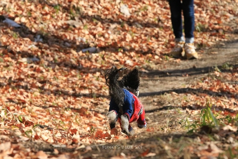 山RUN♪・Ⅲ (パカパカと・・)_c0145250_10314949.jpg