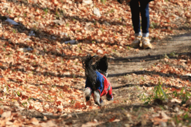 山RUN♪・Ⅲ (パカパカと・・)_c0145250_10315240.gif