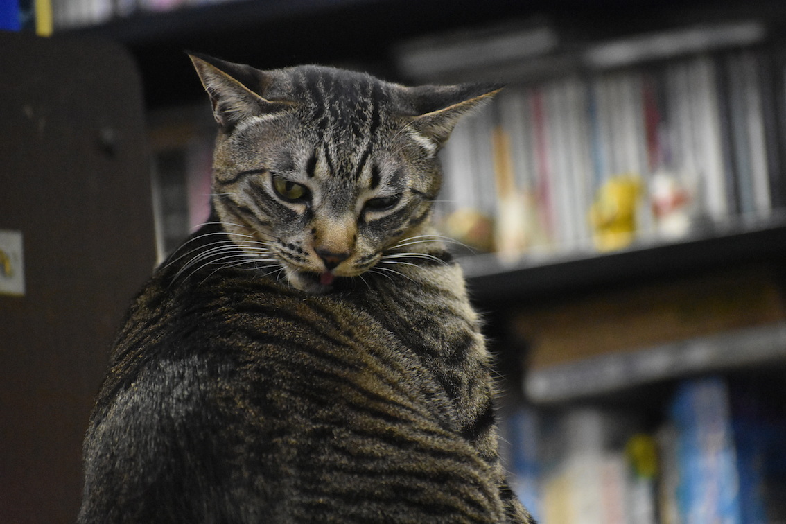 マタタビ癖の悪い猫 駄猫と本の部屋 ぶらん亭