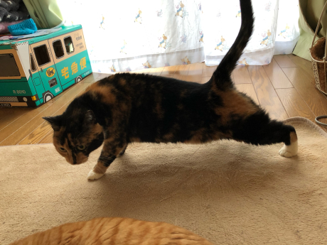 ぬきあしさしあしさきあし_e0355177_12474449.jpg