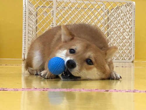 寒い中でも元気いっぱい!_f0357682_23044430.jpg