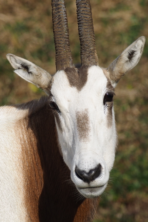 幸運のオリックス 動物園写真館