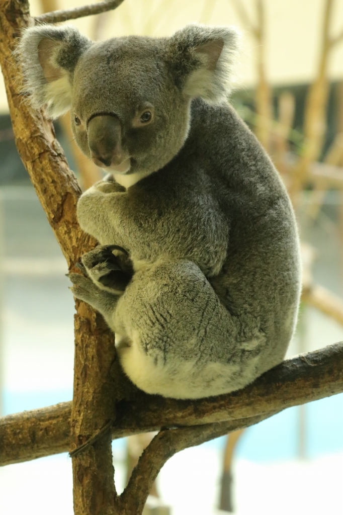 僕はコアラの赤ちゃん 寝ぼけまなこのニシチ 旅プラスの日記 僕はコアラの赤ちゃん 寝ぼけまなこのニシチ 旅プラスの日記