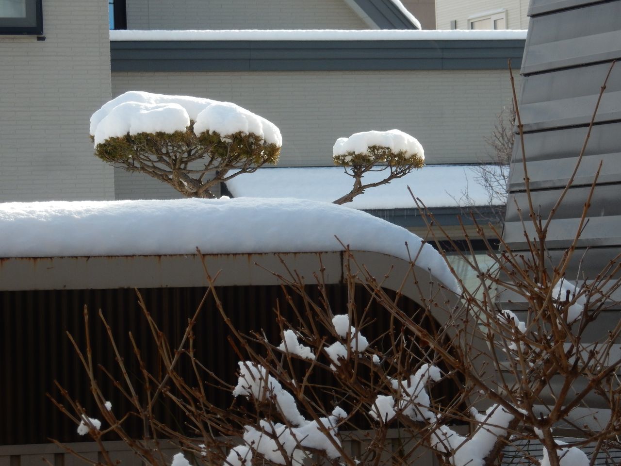 ようやく雪らしい雪が積もりました_c0025115_21121377.jpg