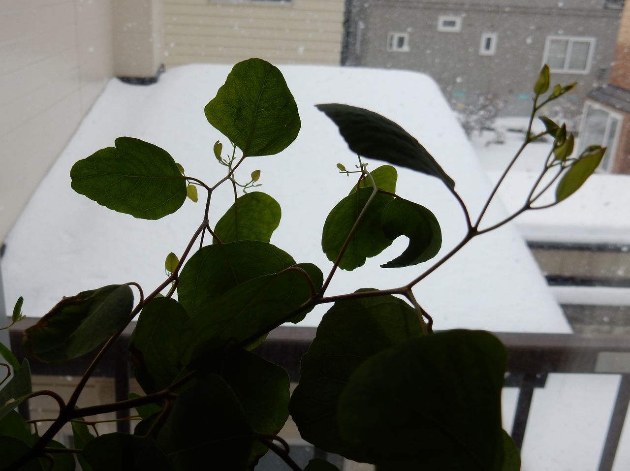 ようやく雪らしい雪が積もりました_c0025115_21180073.jpg