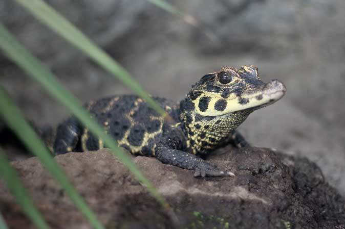 両生爬虫類館だより～ニシアフリカコガタワニの赤ちゃんとサイレン＆アンフューマ（上野動物園 January 2019)_b0355317_21344664.jpg