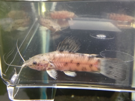 公式サイト 1ペア 約16cm ブリード個体 モトロ 熱帯魚 サークル 観賞魚生体 Rightpathadventures Com