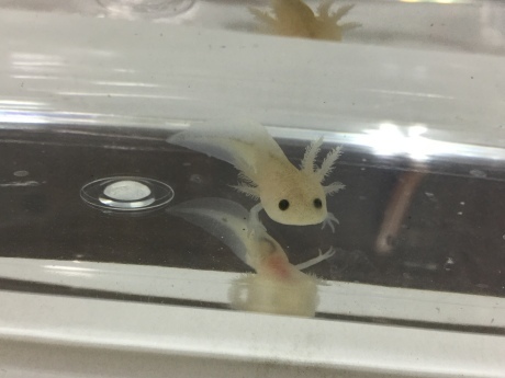 0117 ウーパールーパー イモリ ペットメイト西宮店の生体ブログ