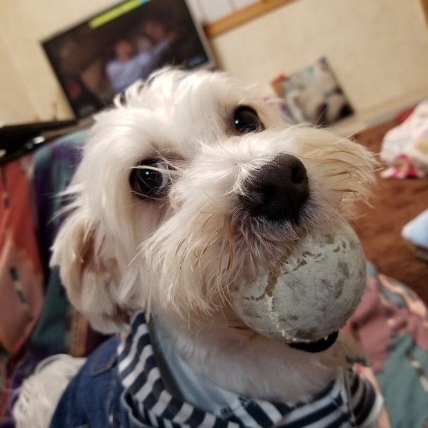 ボール大好き😆💕_f0034444_21372059.jpg