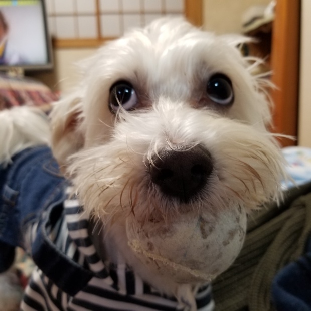 ボール大好き😆💕_f0034444_21380341.jpg