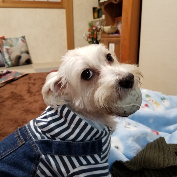 ボール大好き😆💕_f0034444_21405489.jpg