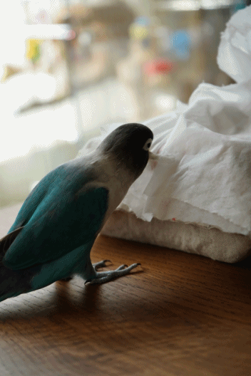 B.B通信??_c0145250_15491034.gif
