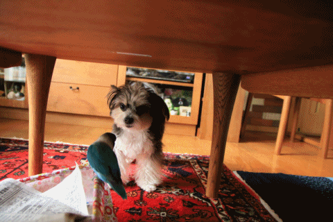 B.B & Chipo* それぞれの思い・・_c0145250_16380623.gif