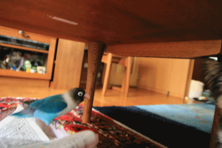 B.B & Chipo* それぞれの思い・・_c0145250_16383000.gif