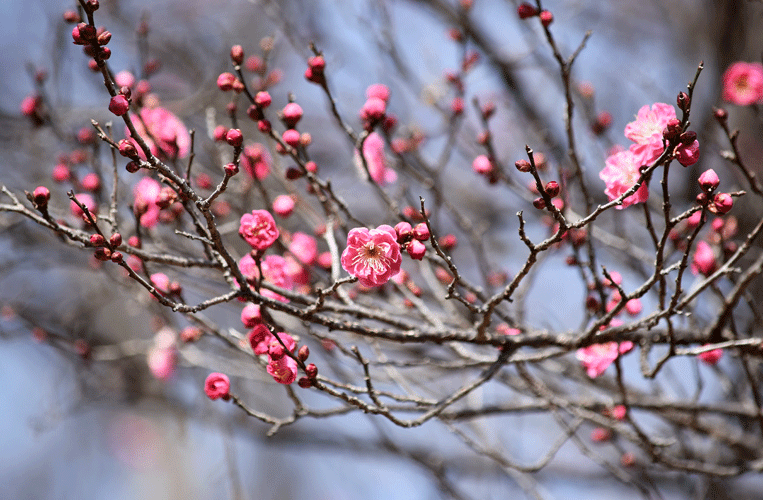 1月16日 嶺公園 梅の花 2020_a0001354_20293981.gif