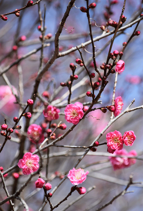 1月16日 嶺公園 梅の花 2020_a0001354_20294896.gif