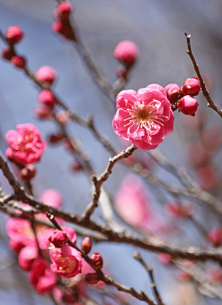 1月16日 嶺公園 梅の花 2020_a0001354_20295914.gif