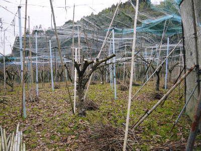 太秋柿 剪定作業 今年は今までと全く異なり低く仕上げています 前編 ｆｌｃパートナーズストア