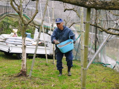 太秋柿 剪定作業 今年は今までと全く異なり低く仕上げています 前編 ｆｌｃパートナーズストア