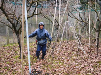 太秋柿 剪定作業2020 今年は今までと全く異なり低く仕上げています(前編)_a0254656_16561208.jpg