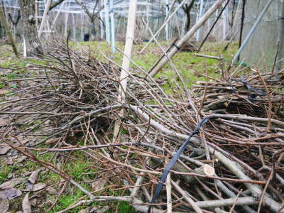 太秋柿 剪定作業2020 今年は今までと全く異なり低く仕上げています(前編)_a0254656_17092510.jpg