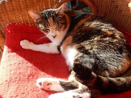’20,1,16(木)太陽に愛された猫!_f0060461_10044860.jpg