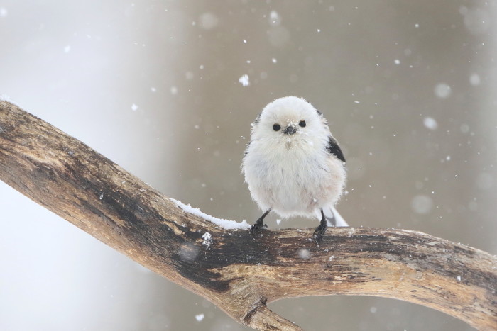 雪の日のシマエナガ アイヌモシリの野生たち 獣と野鳥の写真図鑑