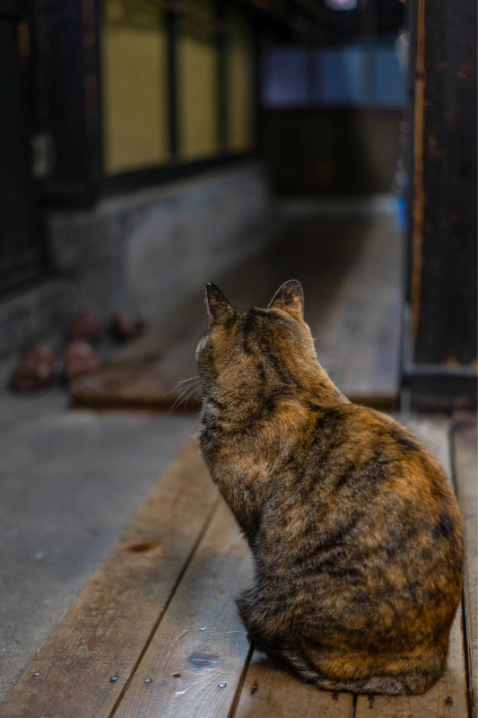 猫の背中 ホンテ島 日記 猫の背中 ホンテ島 日記