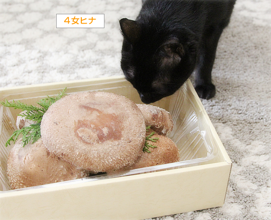 王様が来た!_a0389088_14045867.jpg