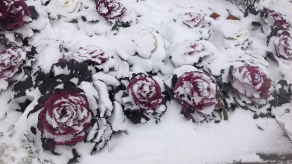 花 正 月_b0325317_14530807.jpeg
