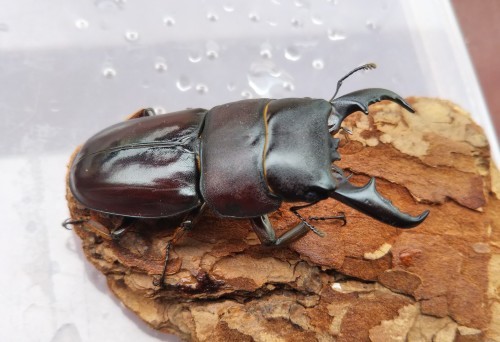 ダイトウヒラタクワガタ 譲ってもらった : こっけの備忘録