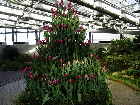 大阪府立花の文化園の温室の花 彩の気まぐれ写真