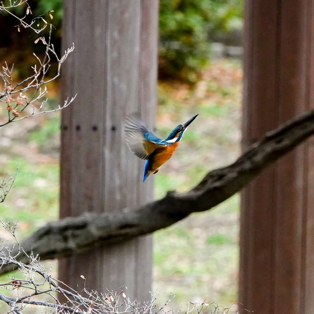 カワセミ_e0033248_01170962.jpeg