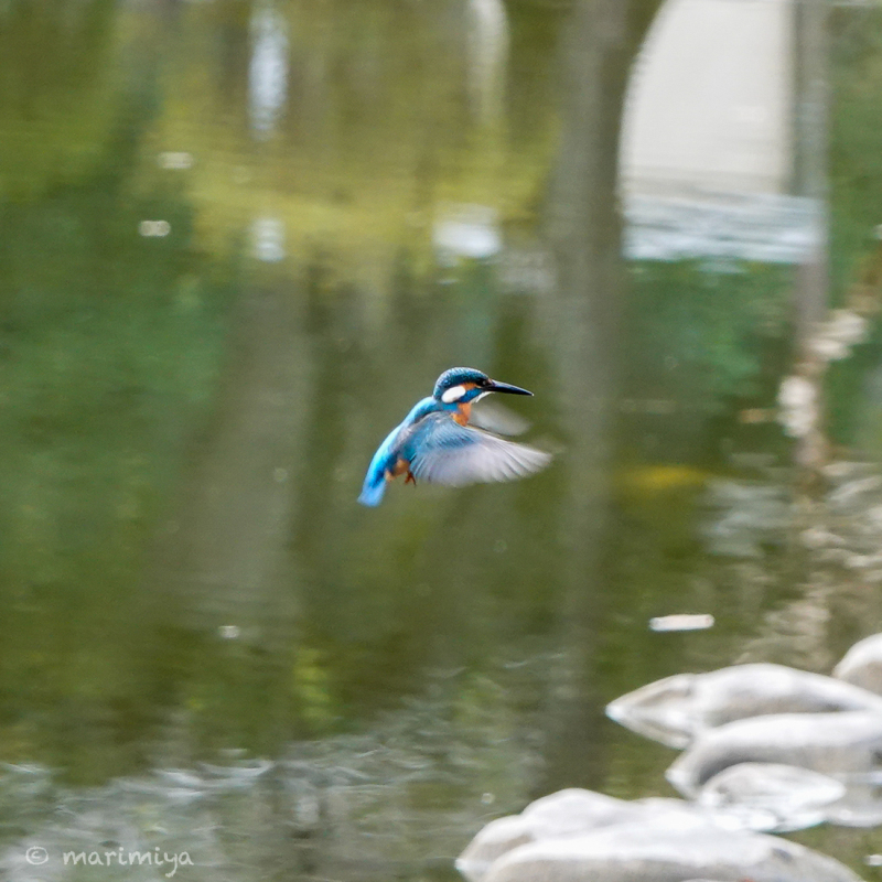 カワセミ_e0033248_01172812.jpeg