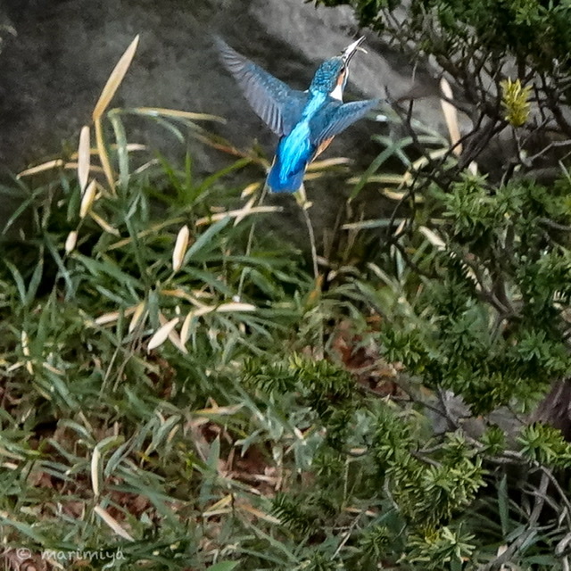 カワセミ_e0033248_01181949.jpeg