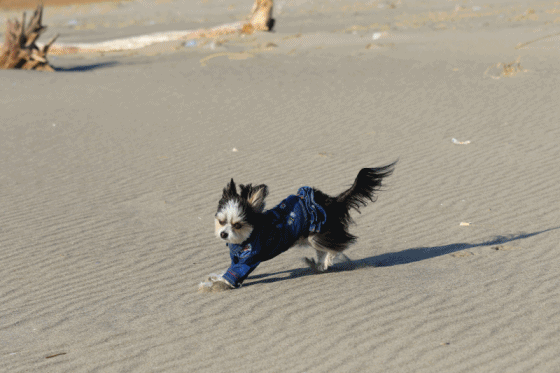 海青く(まだまだ)絶好調♪_c0145250_08471868.gif