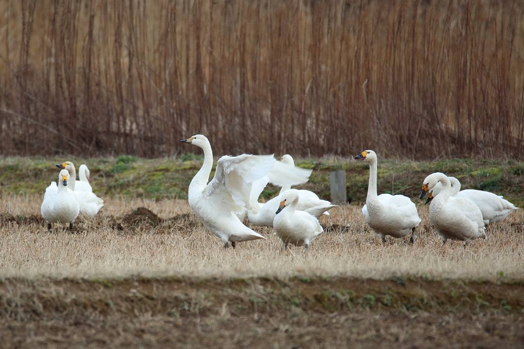 白鳥1/17_e0403850_23443776.jpg