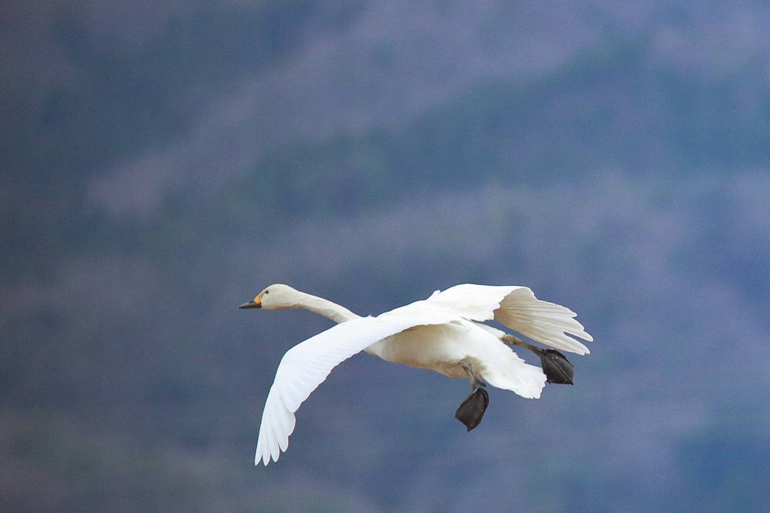 白鳥総集編2019~2020 その6_e0403850_23444553.jpg