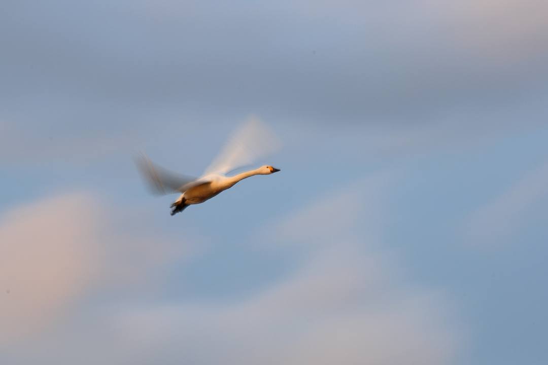 白鳥1/17_e0403850_23444599.jpg