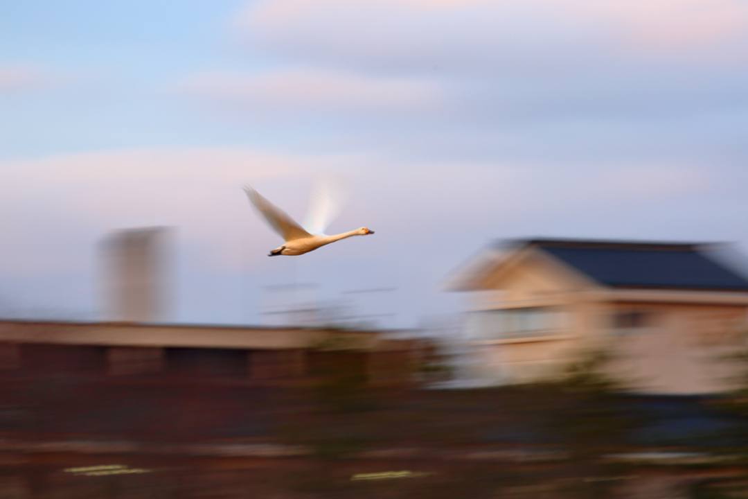 白鳥1/17_e0403850_23445647.jpg
