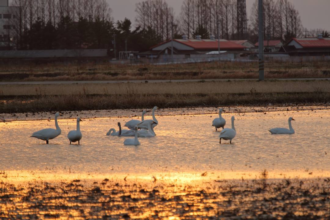 白鳥総集編2019~2020 その6_e0403850_23452937.jpg