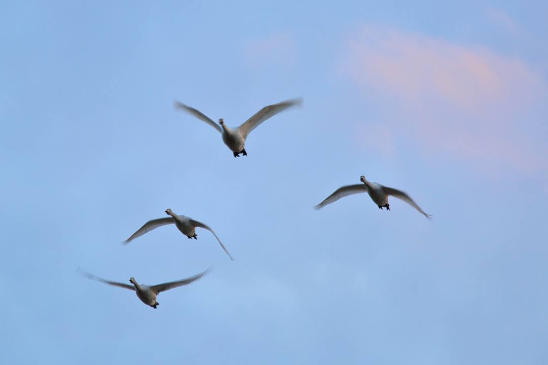 白鳥1/17_e0403850_23452988.jpg