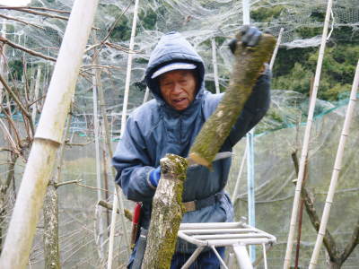 太秋柿 剪定作業2020 今年は今までと全く異なり低く仕上げています(後編)_a0254656_17191300.jpg