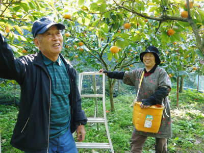 太秋柿 剪定作業2020 今年は今までと全く異なり低く仕上げています(後編)_a0254656_17385598.jpg