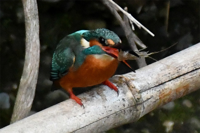 カワセミの大好物・・・ヤマトヌマエビ捕食_e0402766_21441723.jpg