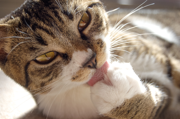 ウチのおじゃ子 生意気ざかり ネコは猫でも 野良猫写真