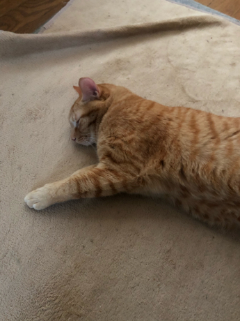 永遠の子猫_e0355177_16060837.jpg