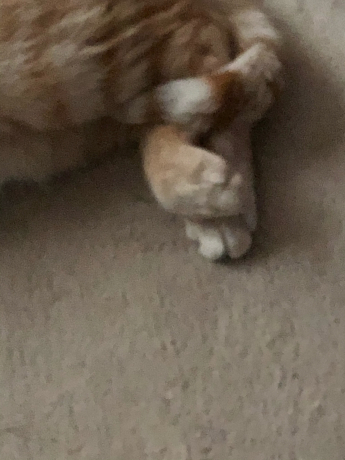 永遠の子猫_e0355177_16060945.jpg